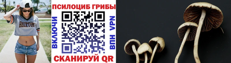 магазин    Кирово-Чепецк  Галлюциногенные грибы мицелий 